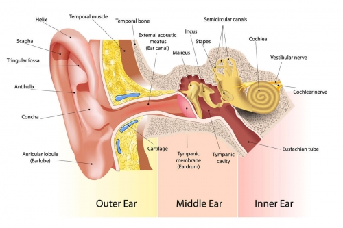 ear-anatomy.jpg
